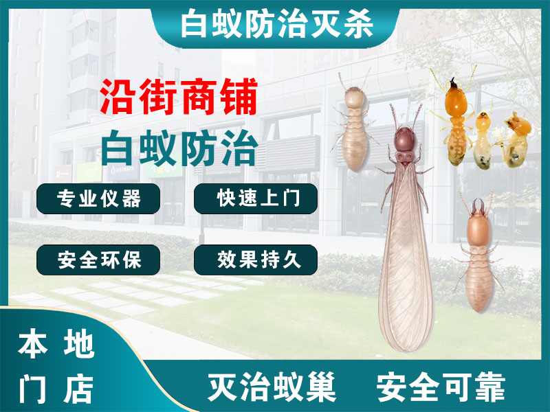 洞头沿街商铺白蚁防治