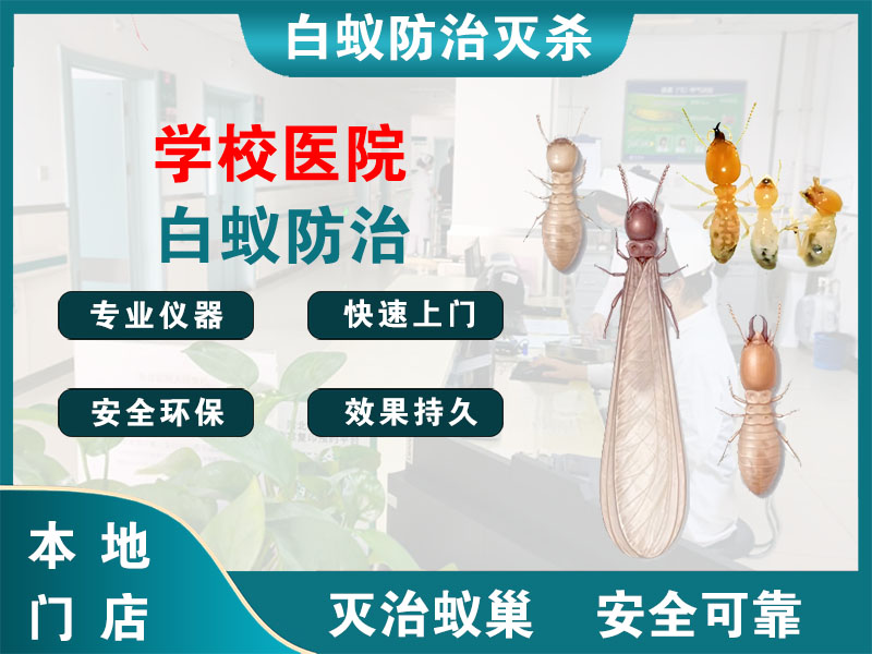 洞头学校医院白蚁防治