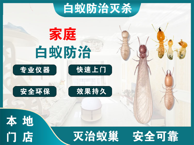 洞头家庭白蚁防治