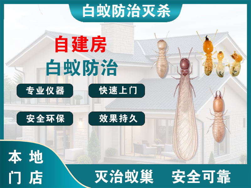 洞头自建房白蚁防治