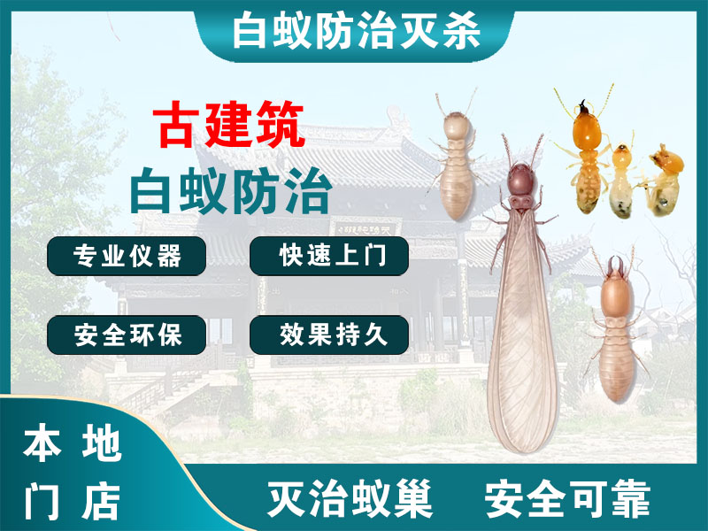 洞头古建筑白蚁防治