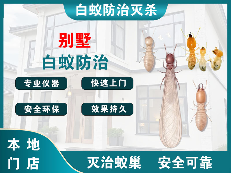 洞头别墅白蚁防治