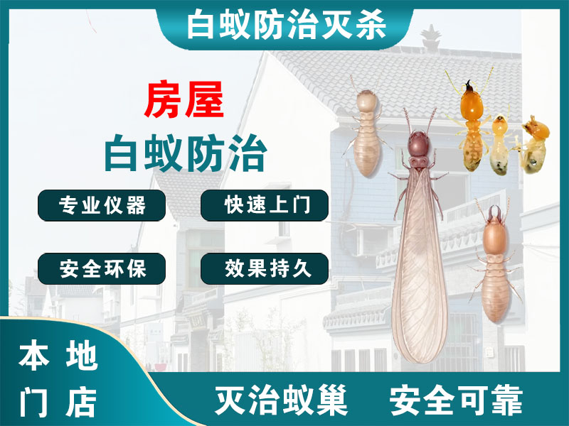 洞头房屋白蚁防治